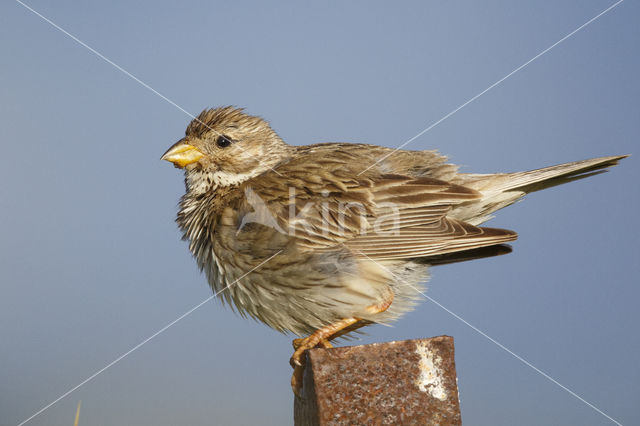 Corn Bunting (Miliaria calandra)