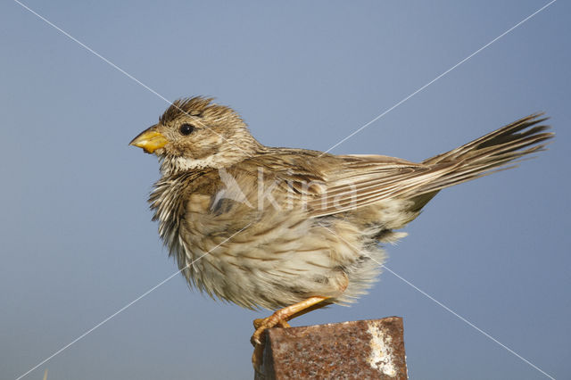 Corn Bunting (Miliaria calandra)