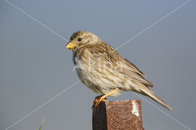 Corn Bunting (Miliaria calandra)