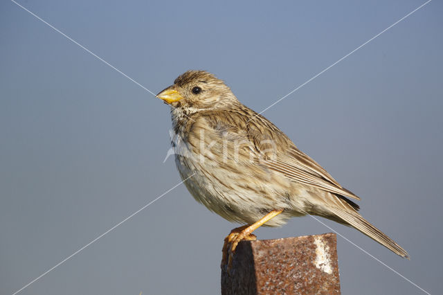 Corn Bunting (Miliaria calandra)