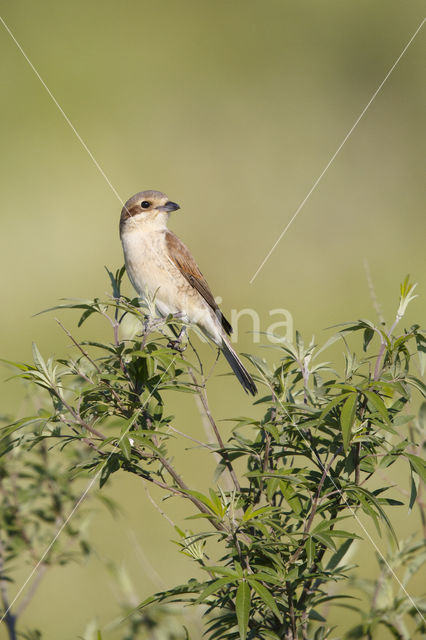 Grauwe Klauwier (Lanius collurio)