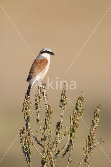 Grauwe Klauwier (Lanius collurio)