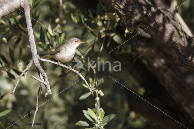 Griekse Spotvogel (Hippolais olivetorum)