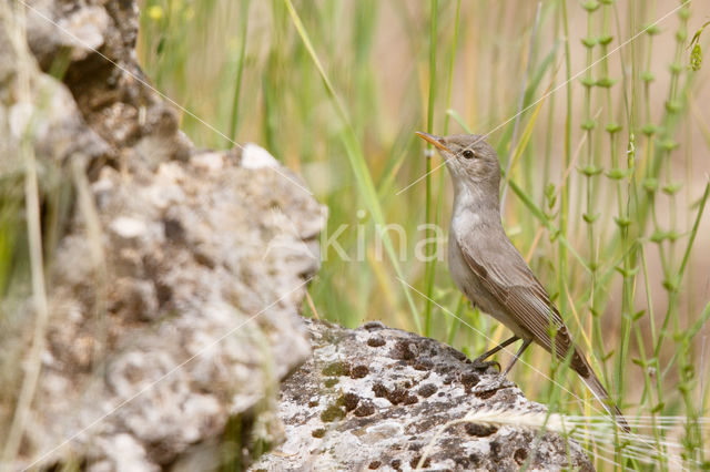 Griekse Spotvogel (Hippolais olivetorum)