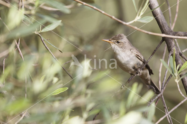 Olive-tree Warbler (Hippolais olivetorum)