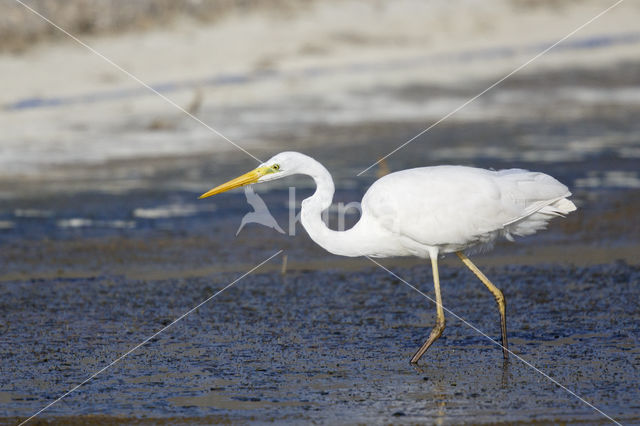 Grote zilverreiger (Casmerodius albus)