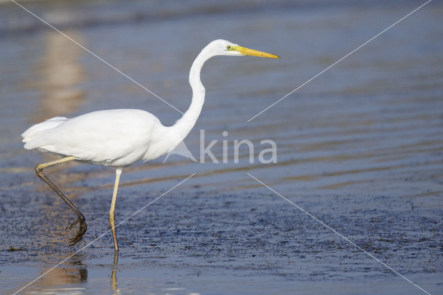 Grote zilverreiger (Casmerodius albus)