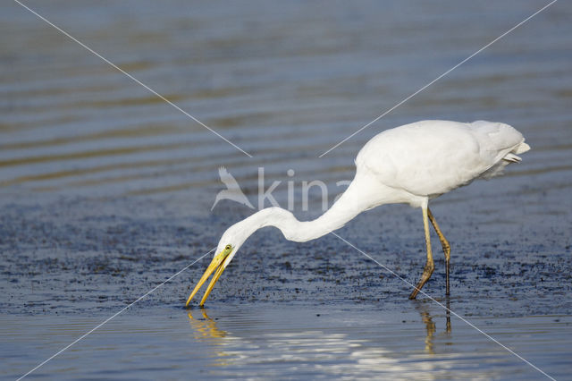 Grote zilverreiger (Casmerodius albus)