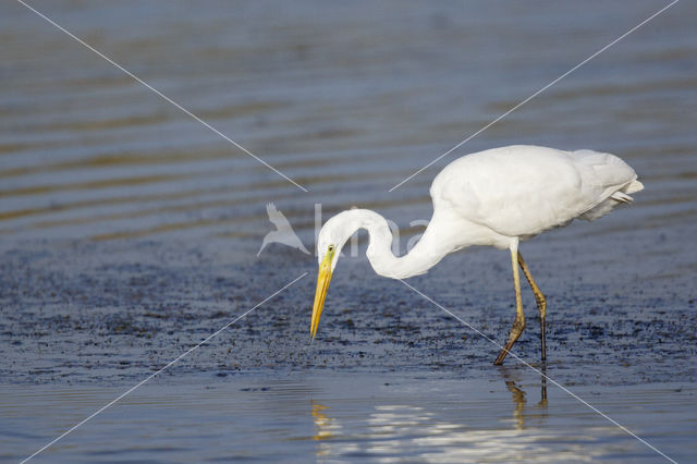 Great White Egret