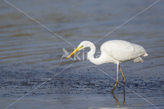 Grote zilverreiger (Casmerodius albus)