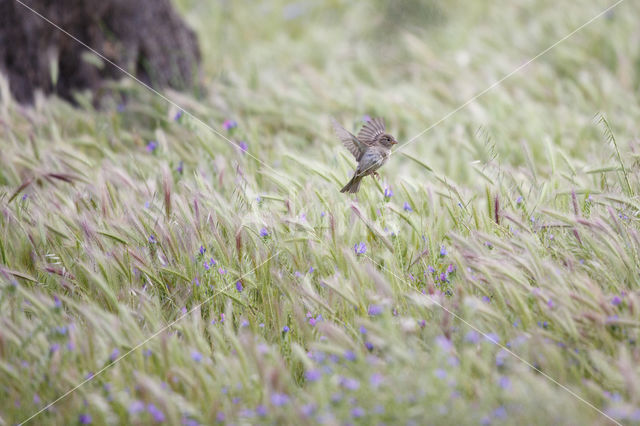 Huismus (Passer domesticus)