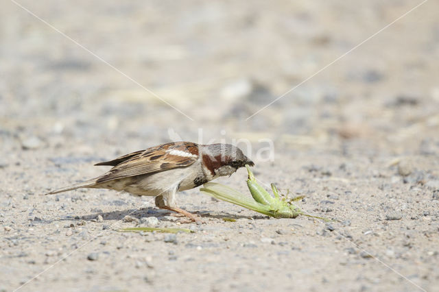 Huismus (Passer domesticus)