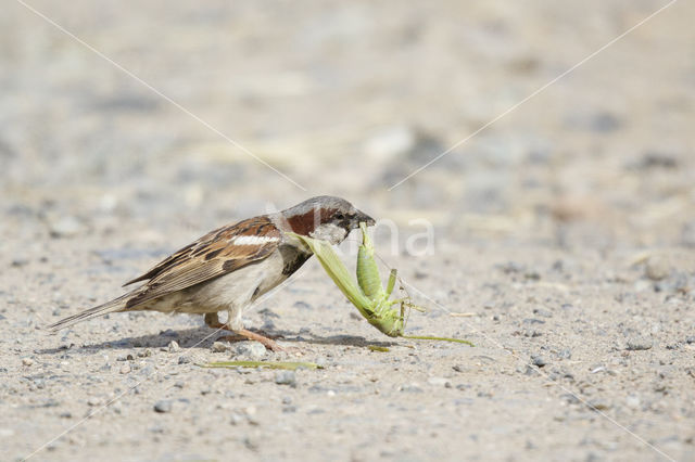 Huismus (Passer domesticus)