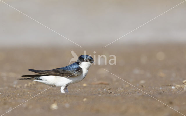 Common House-Martin (Delichon urbicum)