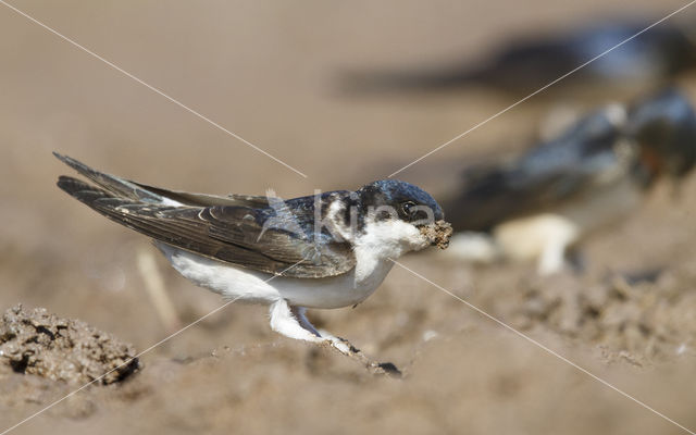 Common House-Martin (Delichon urbicum)