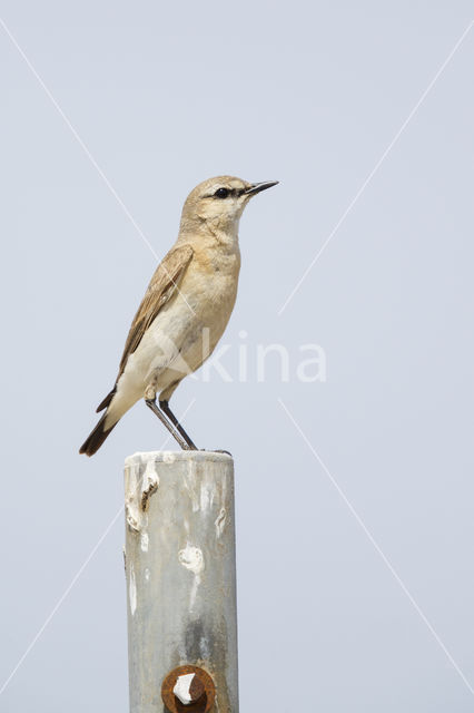 Isabelline Wheatear (Oenanthe isabellina)