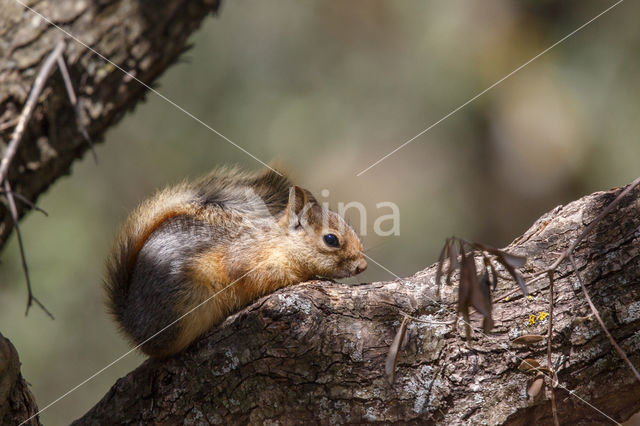 Kaukasuseekhoorn (Sciurus anomalus)