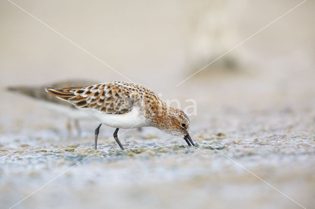 Kleine Strandloper (Calidris minuta)