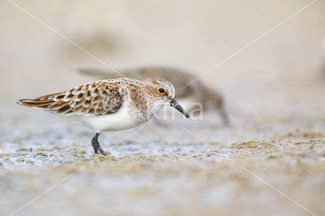 Kleine Strandloper (Calidris minuta)