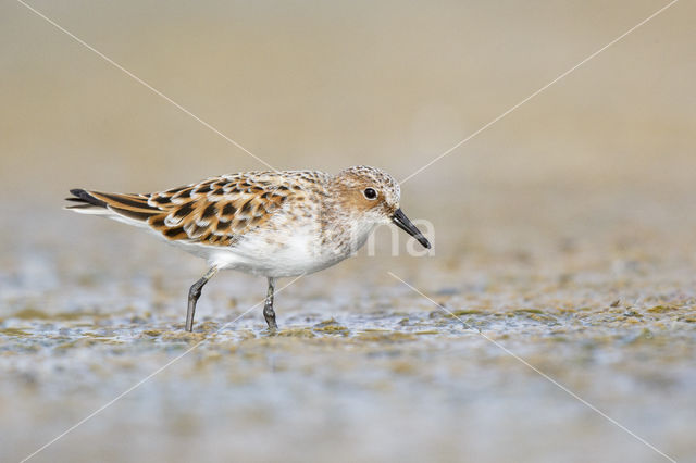 Kleine Strandloper (Calidris minuta)