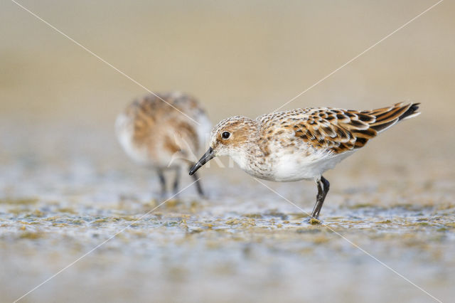 Little Stint (Calidris minuta)