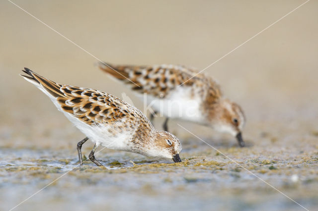 Kleine Strandloper (Calidris minuta)