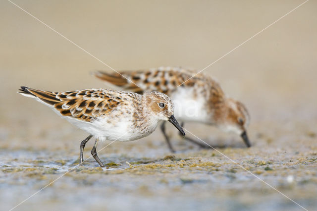 Kleine Strandloper (Calidris minuta)