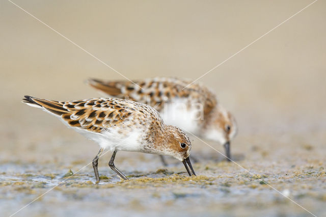 Kleine Strandloper (Calidris minuta)