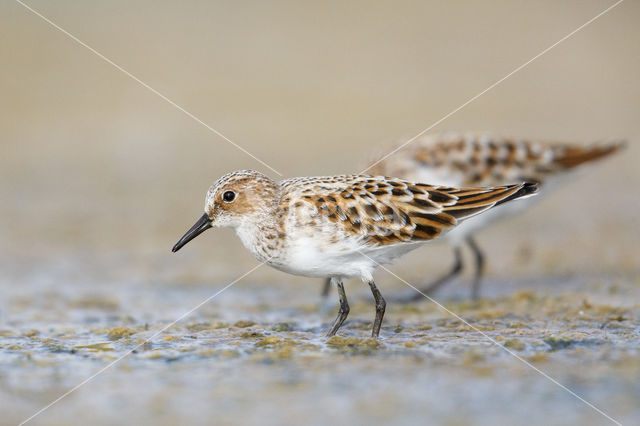 Kleine Strandloper (Calidris minuta)