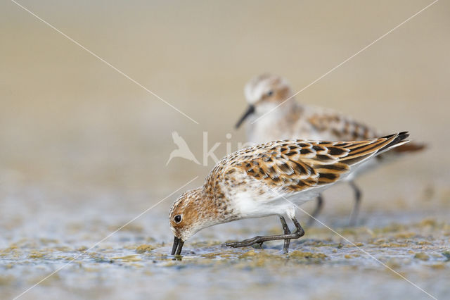 Kleine Strandloper (Calidris minuta)