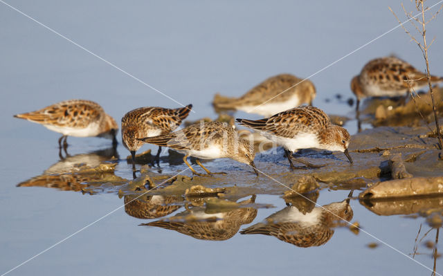 Kleine Strandloper (Calidris minuta)