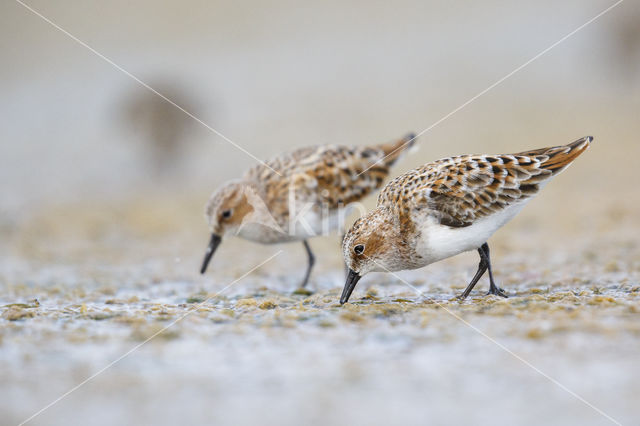 Kleine Strandloper (Calidris minuta)