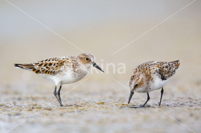 Kleine Strandloper (Calidris minuta)