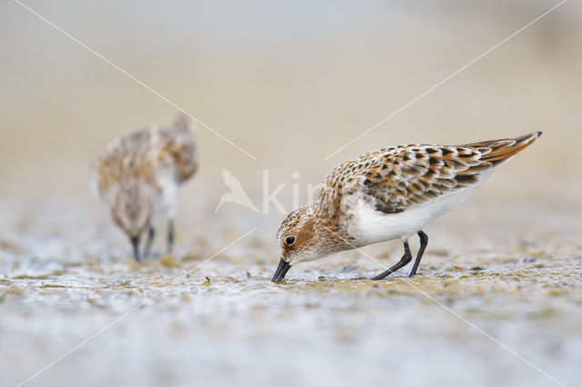 Kleine Strandloper (Calidris minuta)