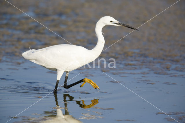 Kleine Zilverreiger (Egretta garzetta)