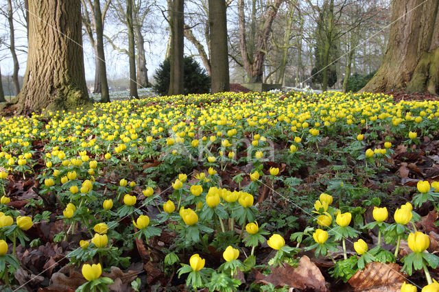 Winter Aconite (Eranthis hyemalis)