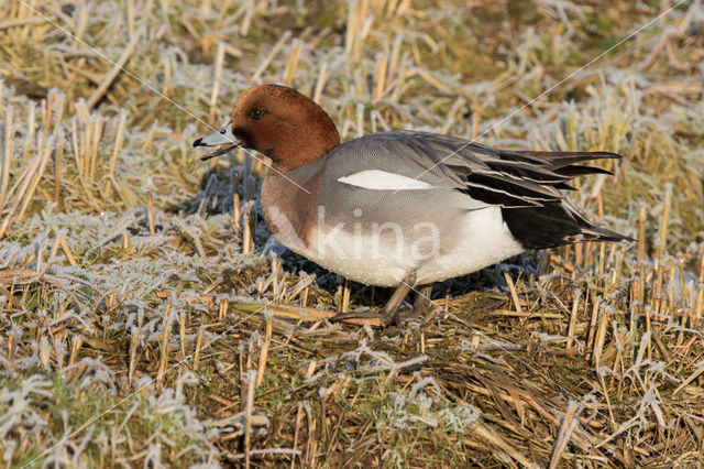 Wigeon (Anas penelope)