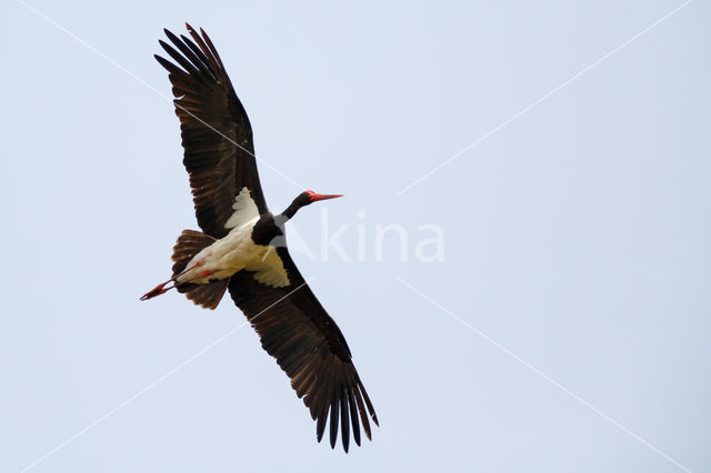 Zwarte Ooievaar (Ciconia nigra)