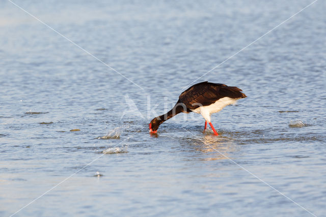 Zwarte Ooievaar (Ciconia nigra)