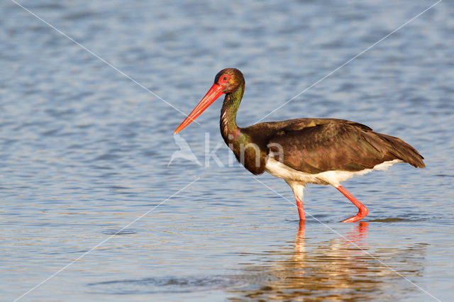 Black Stork (Ciconia nigra)