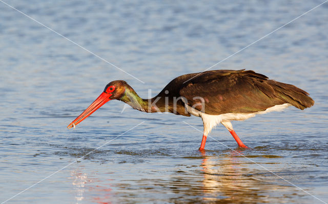 Zwarte Ooievaar (Ciconia nigra)