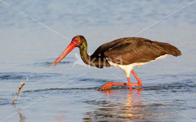 Black Stork (Ciconia nigra)