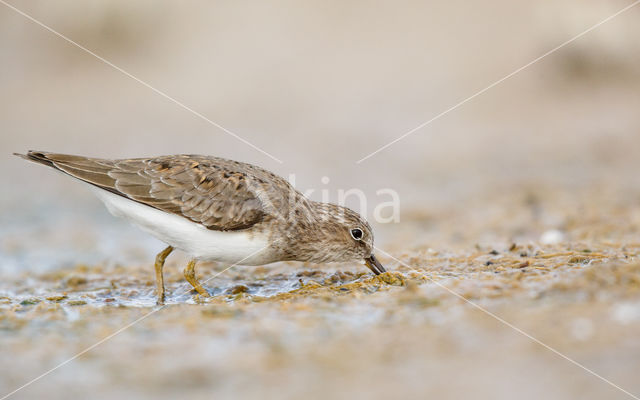 Temmincks Strandloper (Calidris temminckii)