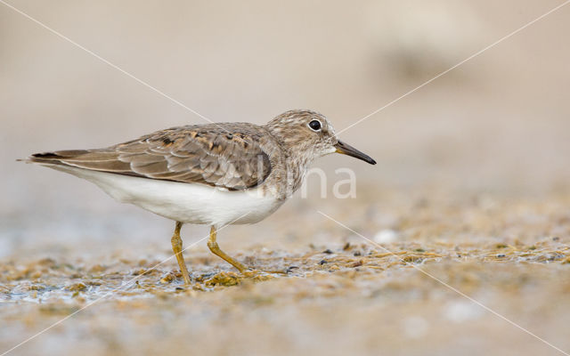 Temminck's Stint (Calidris temminckii)