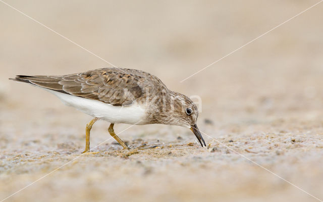 Temmincks Strandloper (Calidris temminckii)