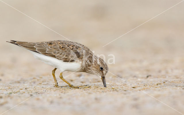 Temminck's Stint (Calidris temminckii)