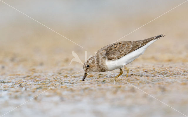 Temmincks Strandloper (Calidris temminckii)