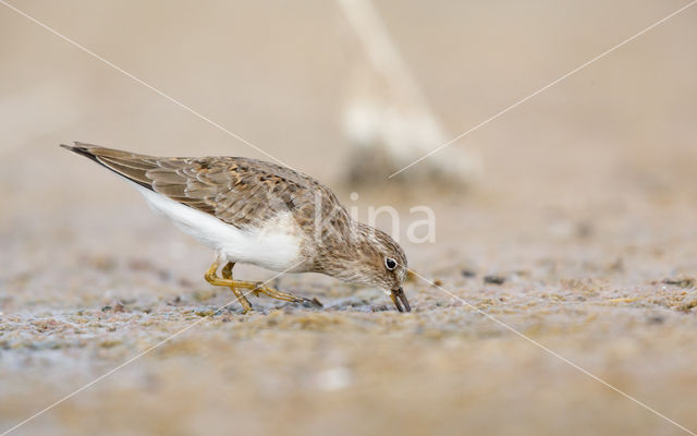 Temmincks Strandloper (Calidris temminckii)