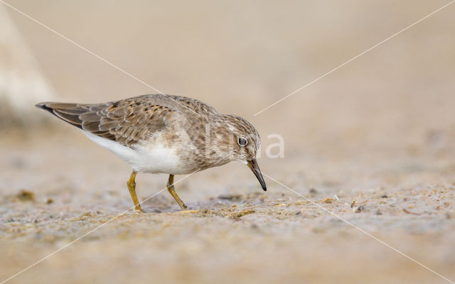 Temminck's Stint (Calidris temminckii)