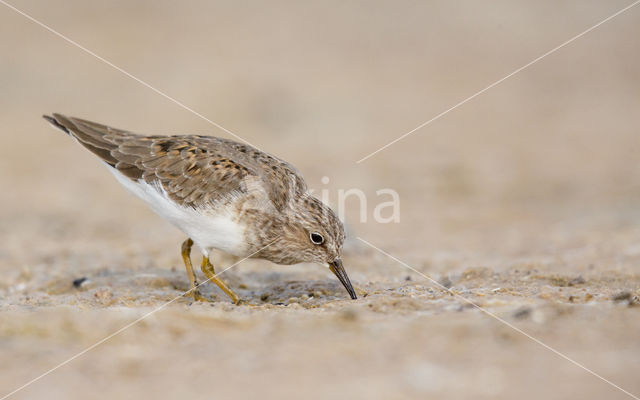 Temmincks Strandloper (Calidris temminckii)